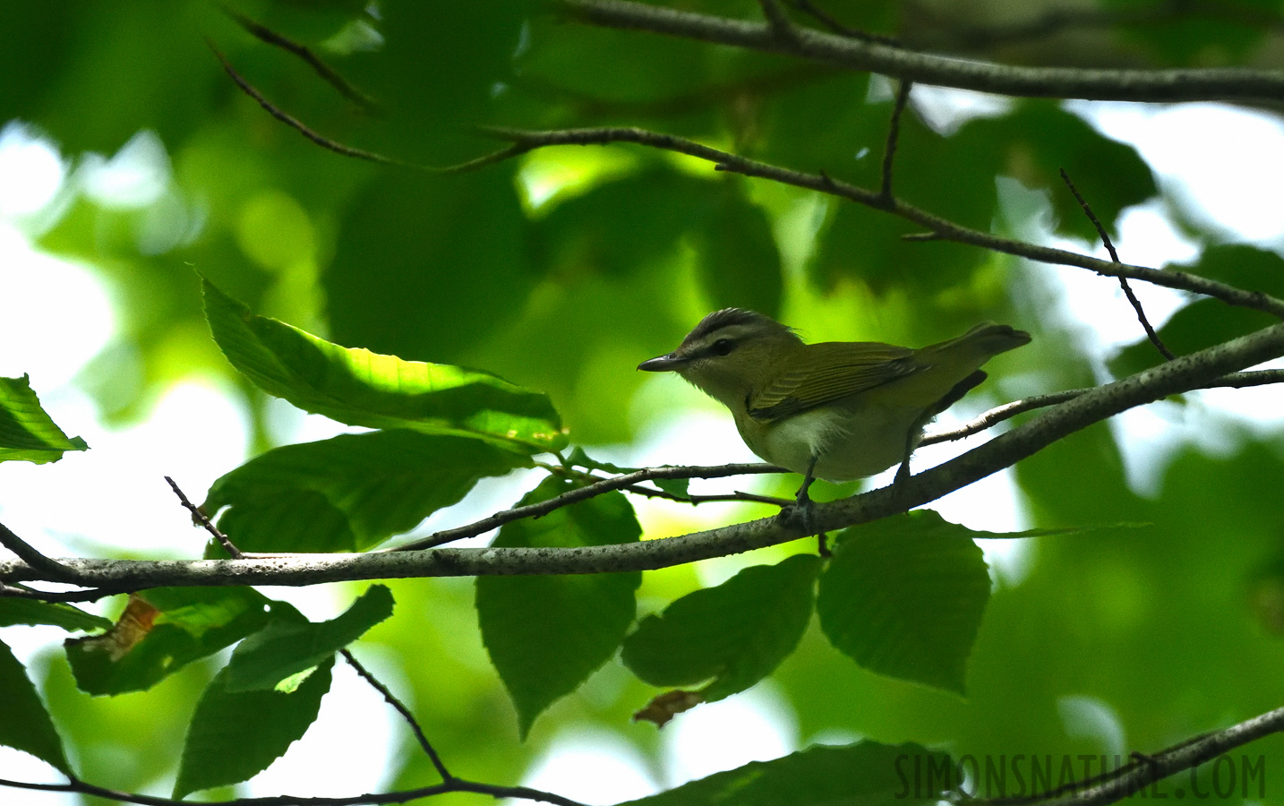 Vireo olivaceus [400 mm, 1/1250 Sek. bei f / 7.1, ISO 1600]